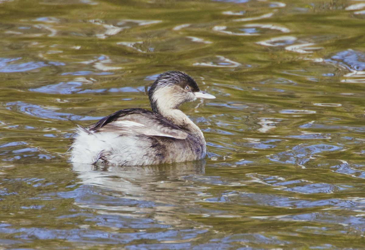 Hoary-headed Grebe - ML642141470