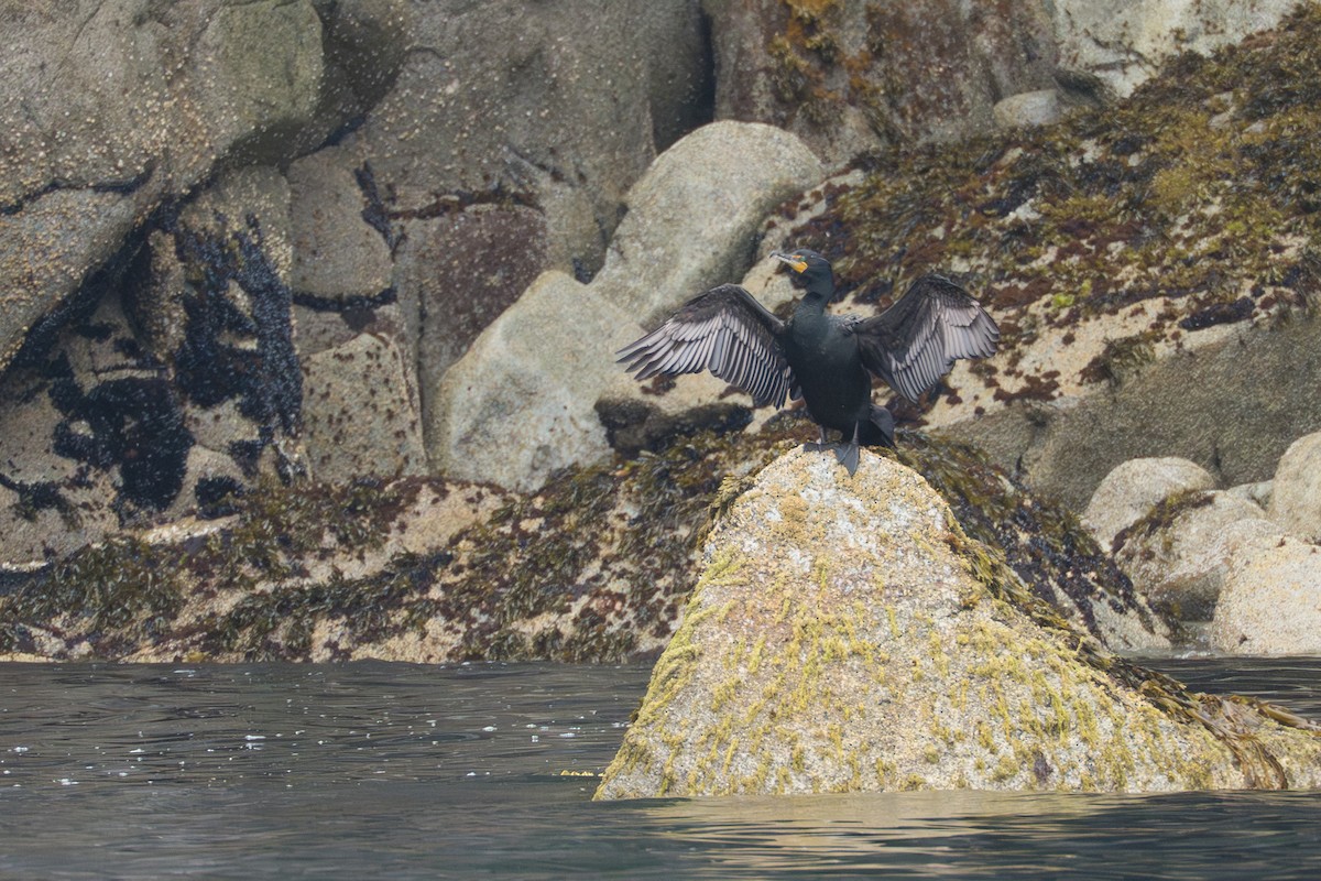 Double-crested Cormorant - ML642141472