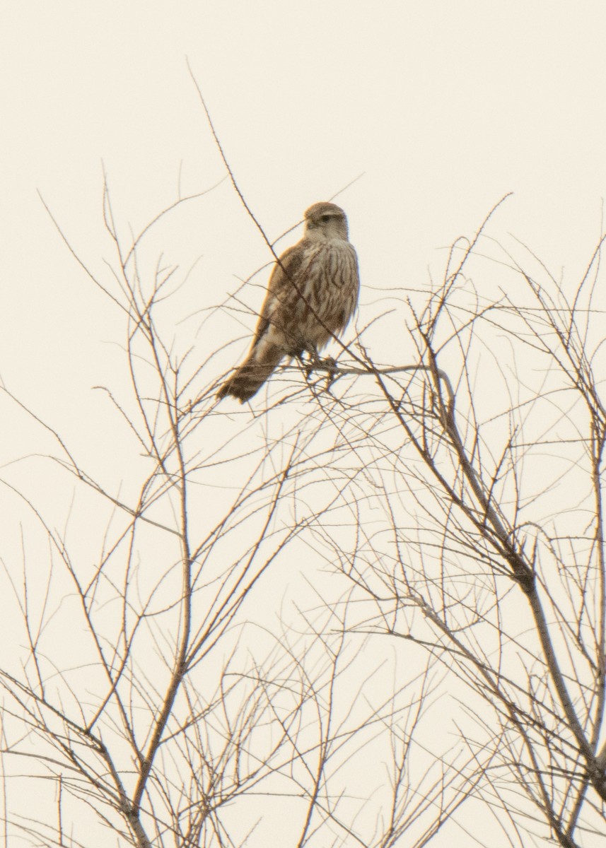 Merlin - ML642141473