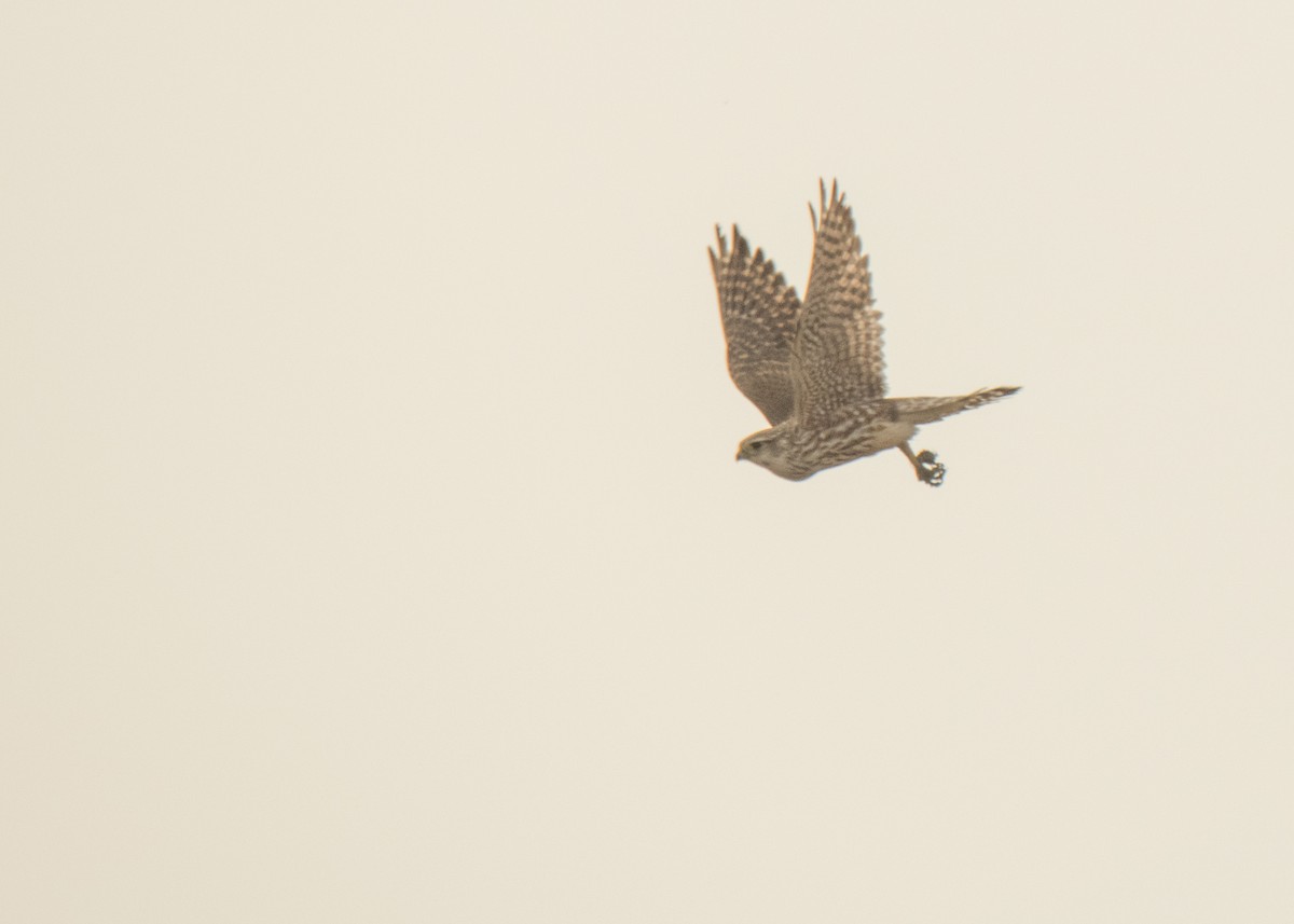 Merlin - ML642141474