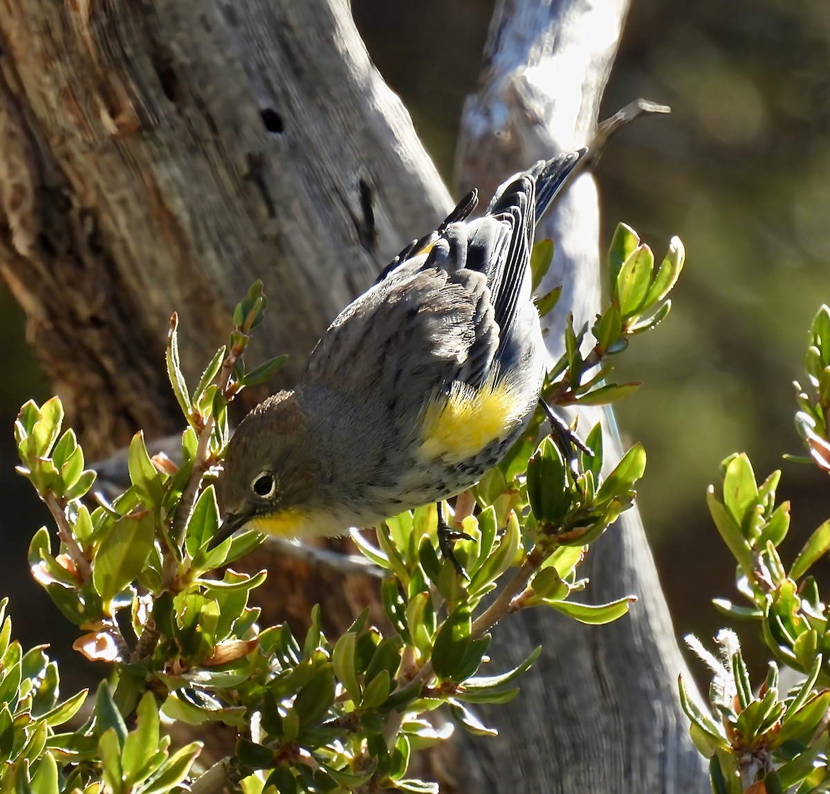 Yellow-rumped Warbler - ML642141477