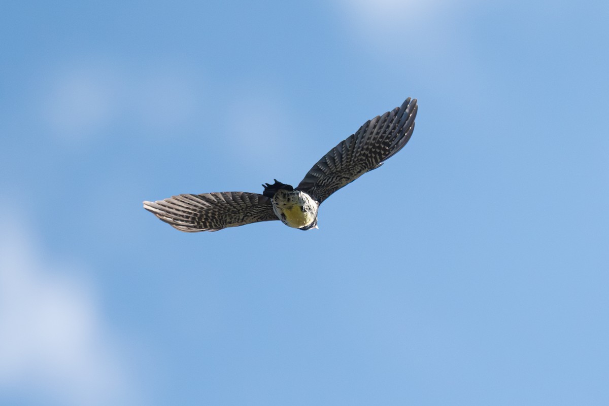 Williamson's Sapsucker - ML642141481