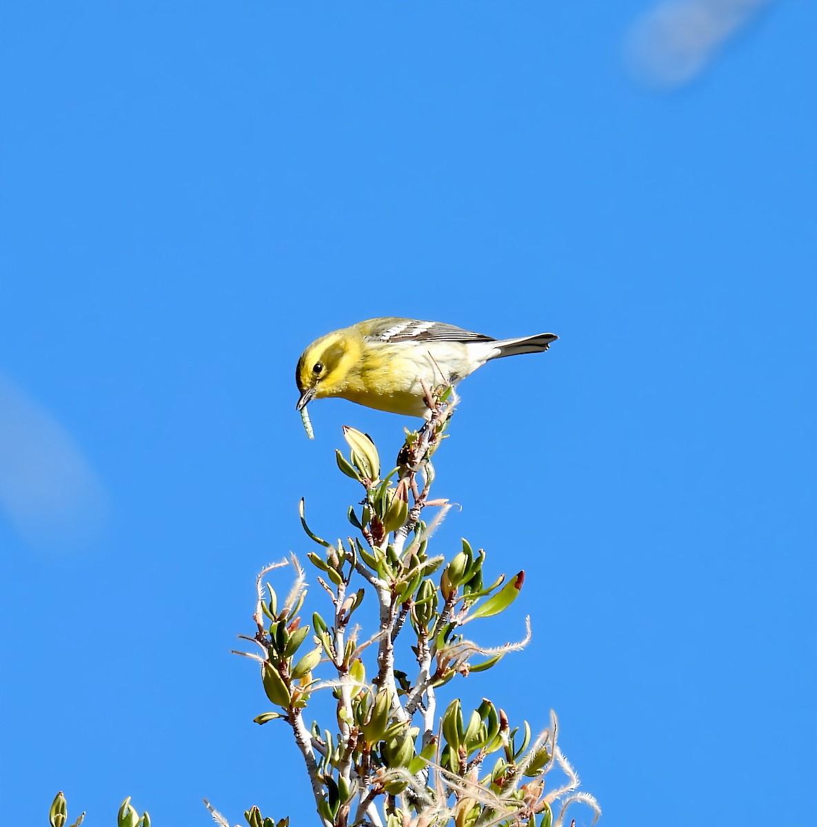 Townsend's Warbler - ML642141482