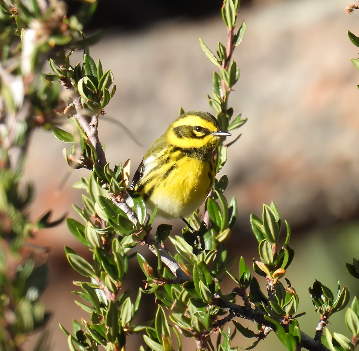 Townsend's Warbler - ML642141483