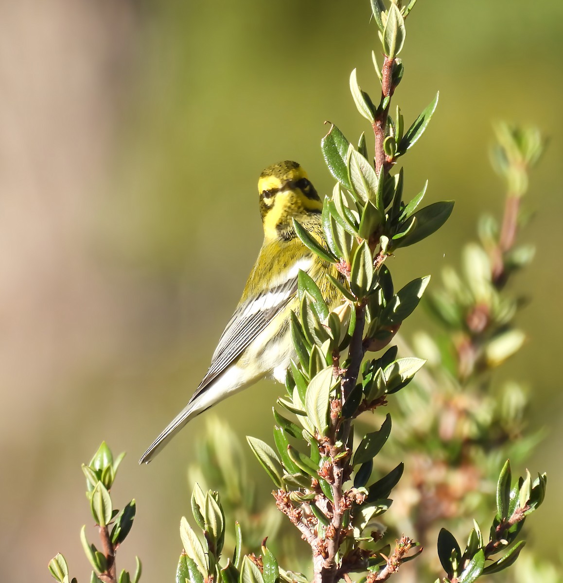Townsend's Warbler - ML642141484