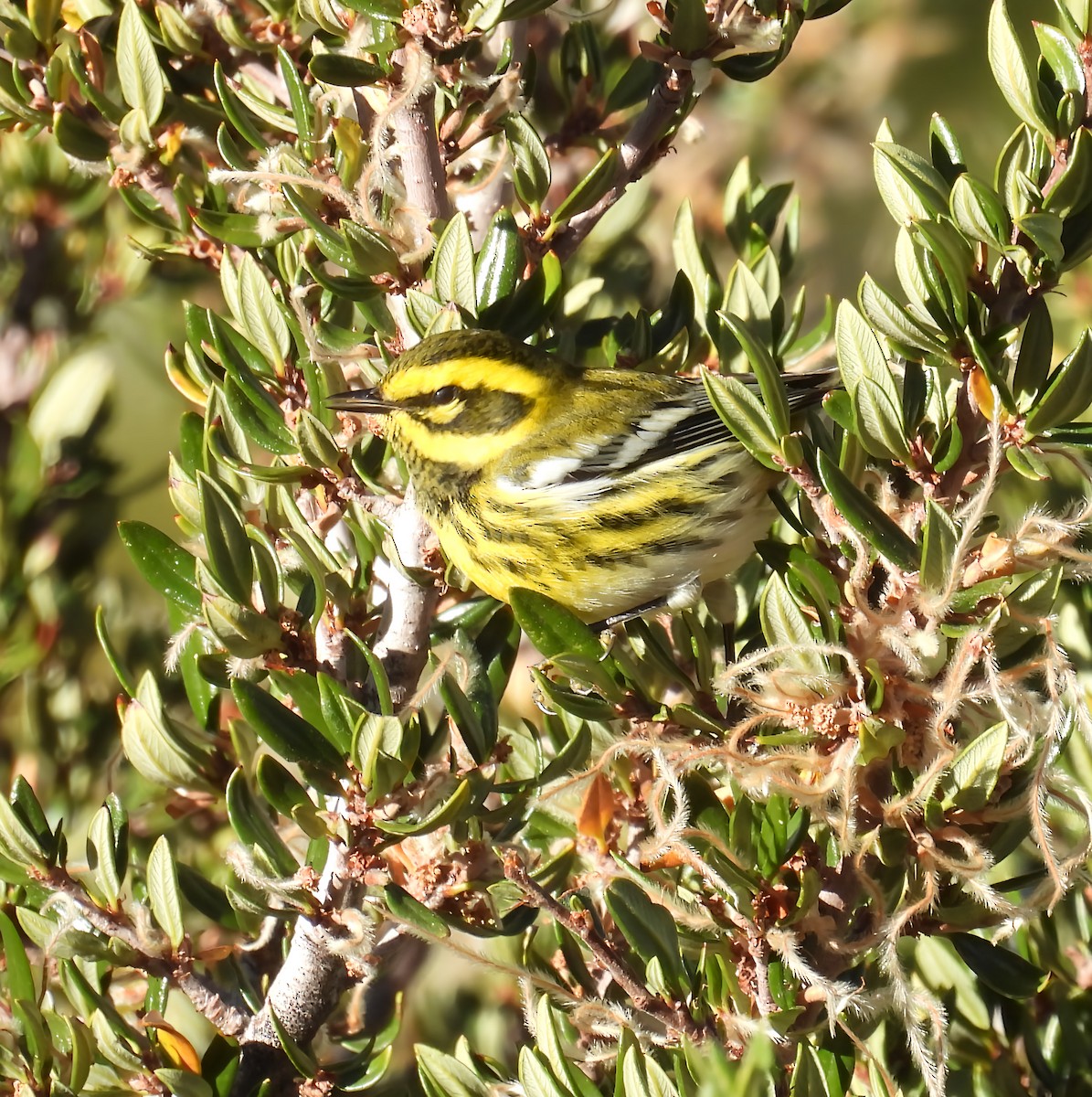 Townsend's Warbler - ML642141485