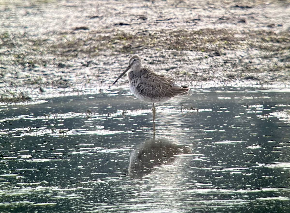 Long-billed Dowitcher - ML642141486