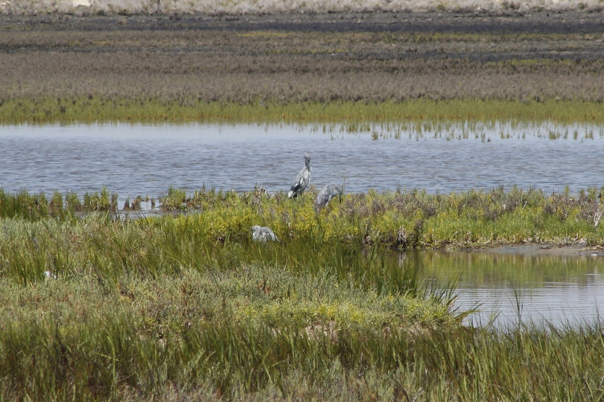 Little Blue Heron - ML642141488