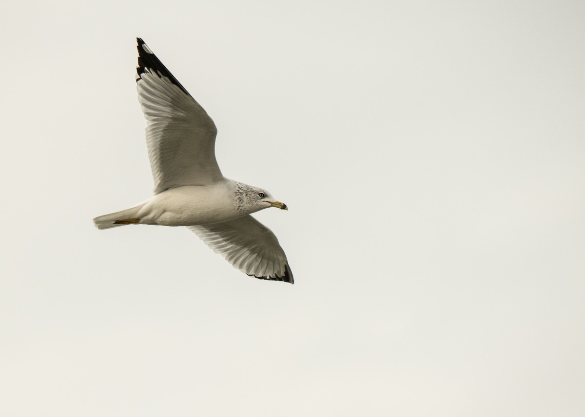 Ring-billed Gull - ML642141489