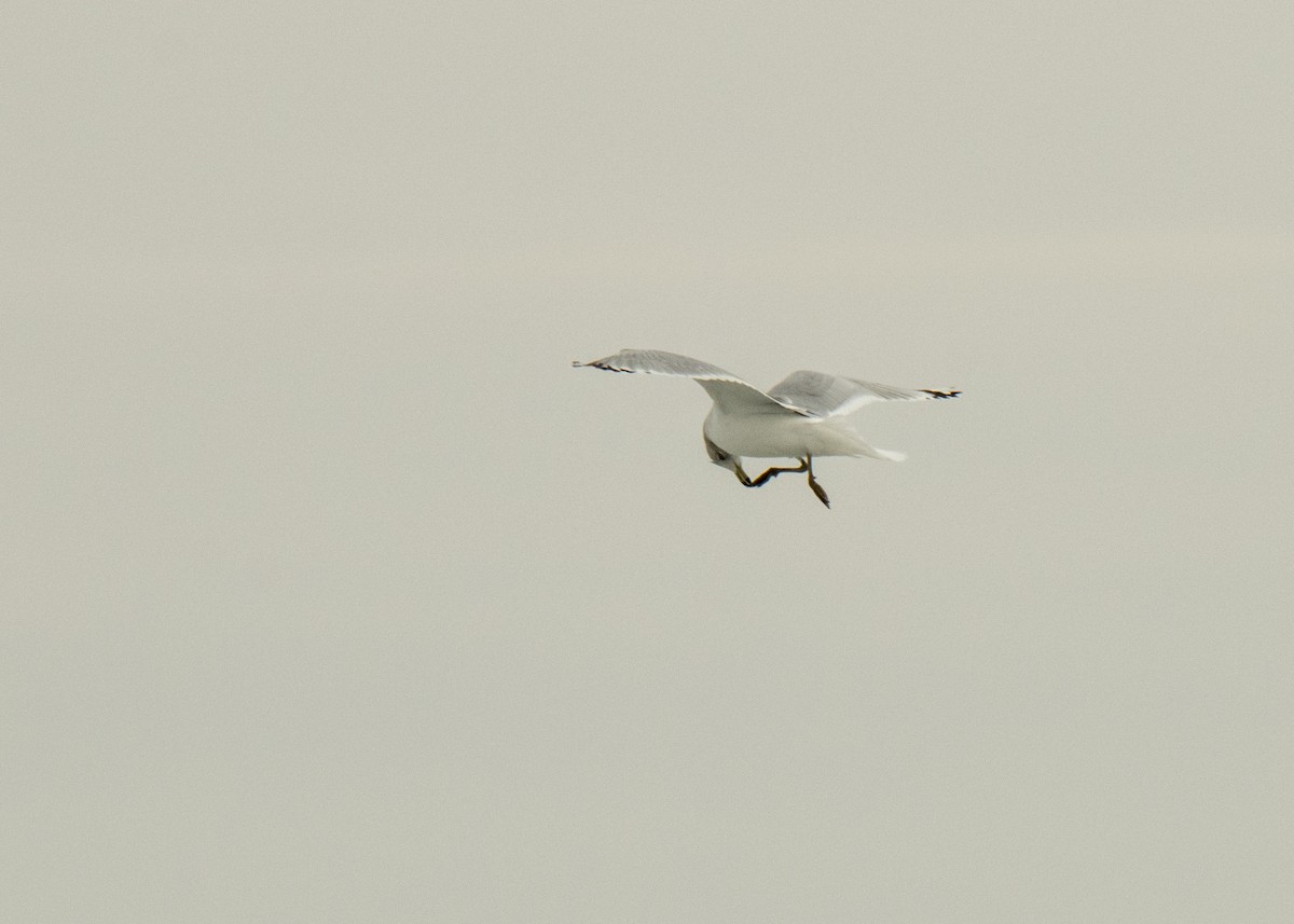 Ring-billed Gull - ML642141490