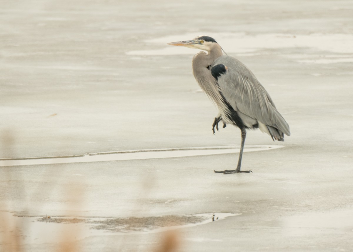 Great Blue Heron - ML642141492