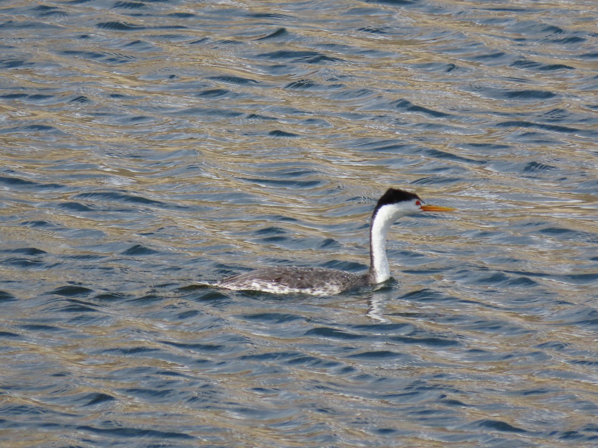 Clark's Grebe - ML642141506