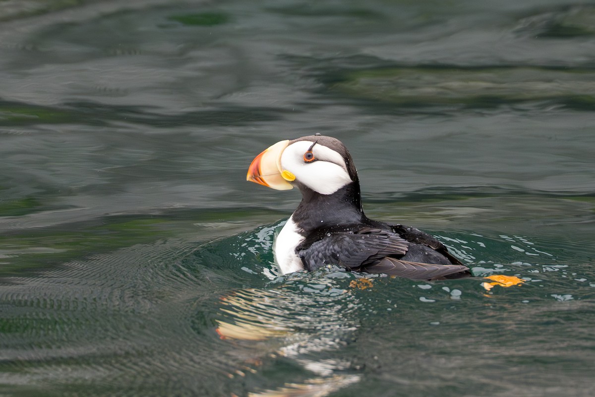 Horned Puffin - ML642141507