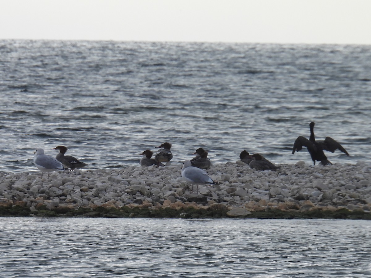 Common Merganser - ML642141510