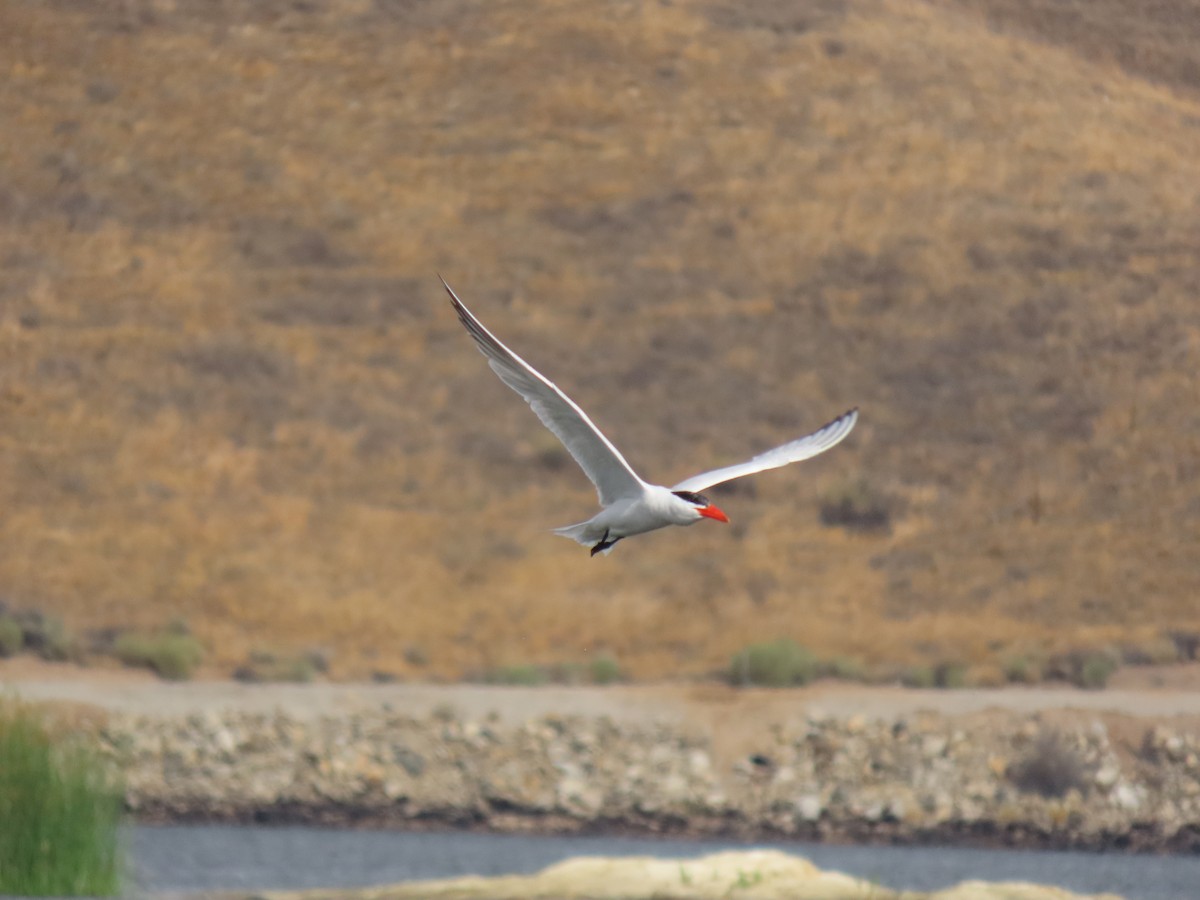 Caspian Tern - ML642141511
