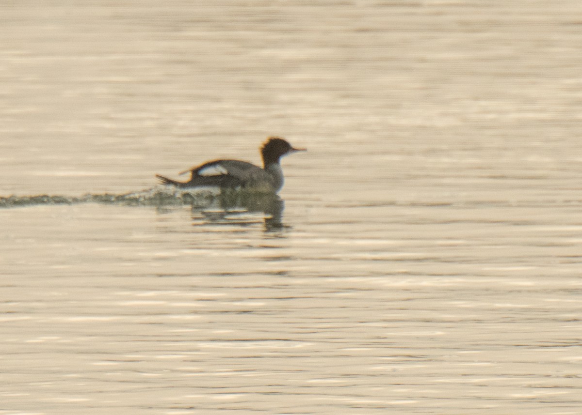Common Merganser - ML642141512
