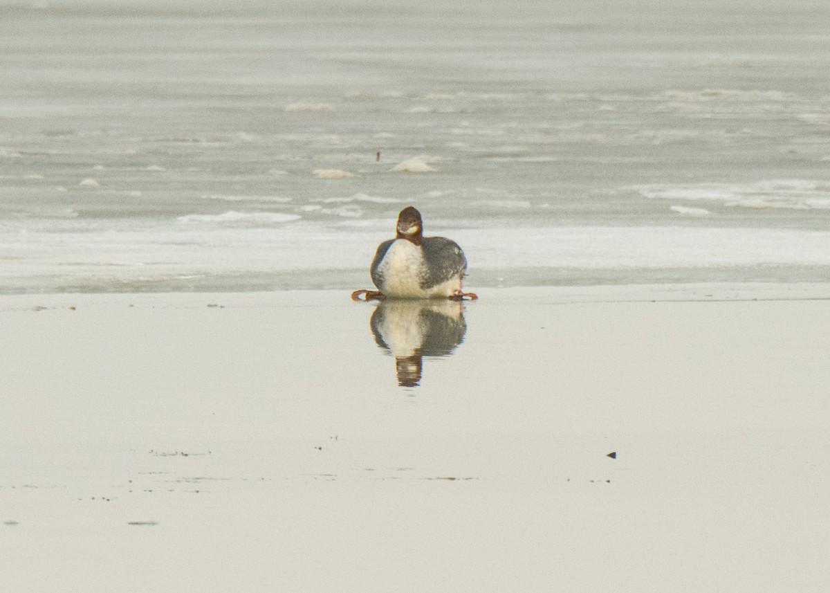 Common Merganser - ML642141513
