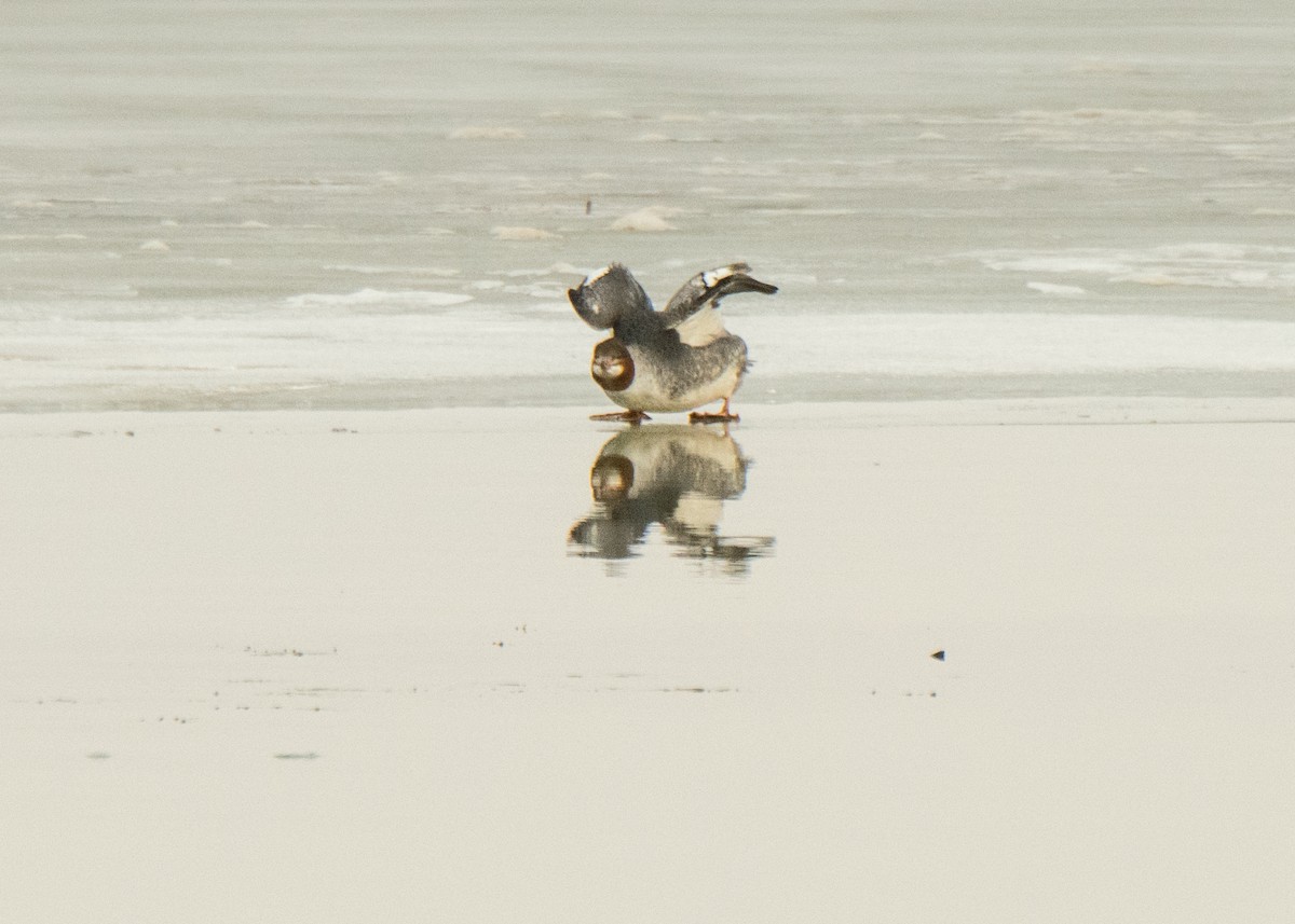 Common Merganser - ML642141514