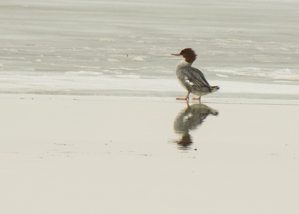 Common Merganser - ML642141515