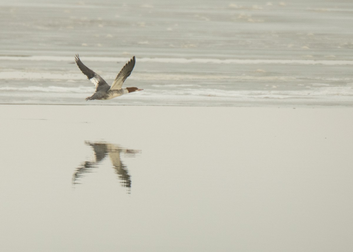 Common Merganser - ML642141516