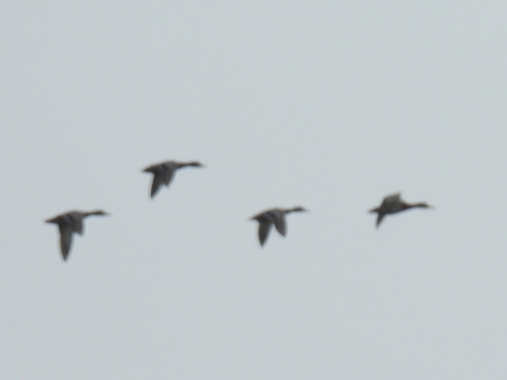 Mallard - ML642141518