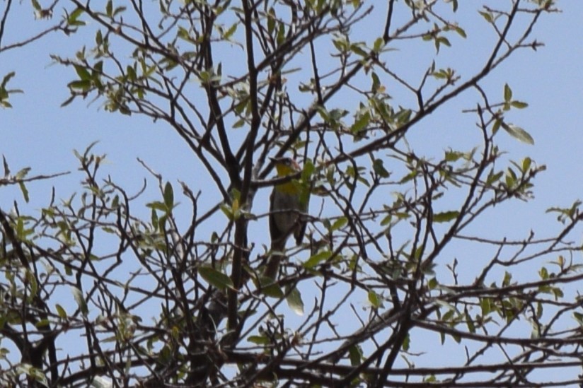 Rufous-capped Warbler - ML642141519