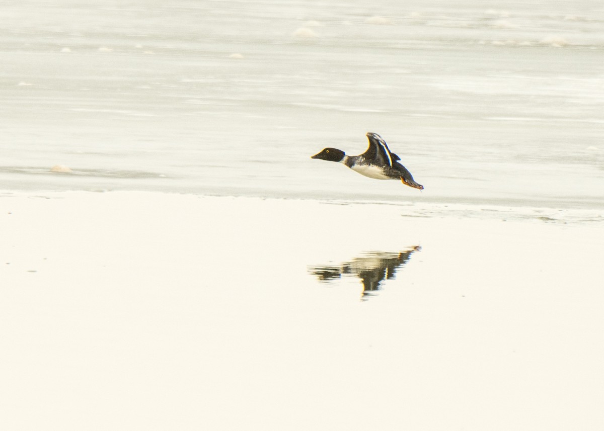 Common Goldeneye - ML642141520
