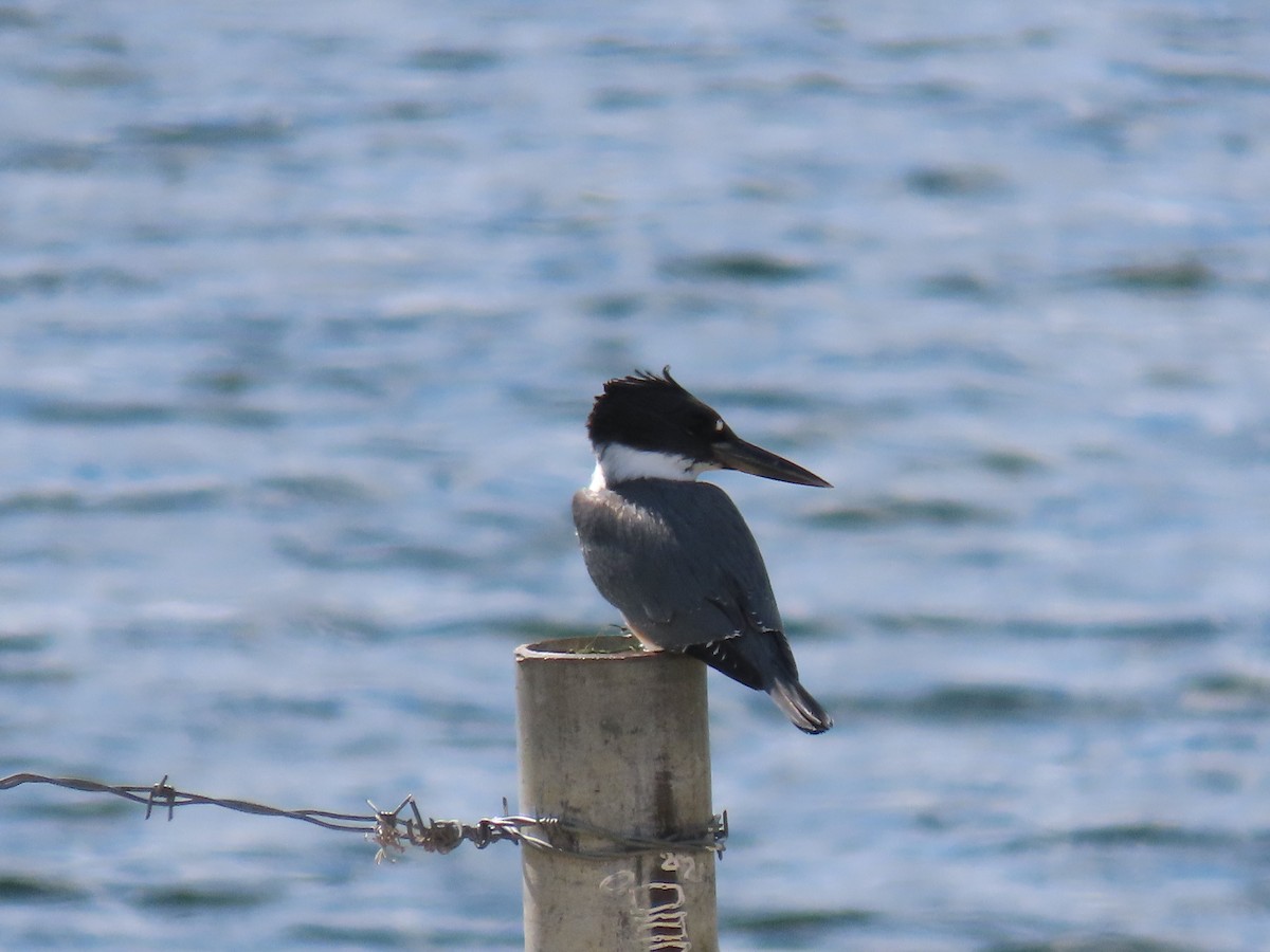 Belted Kingfisher - ML642141523