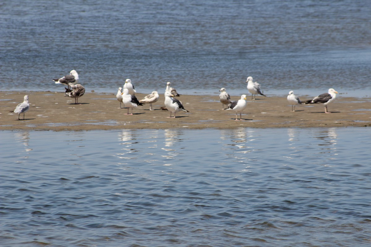 Ring-billed Gull - ML642141524