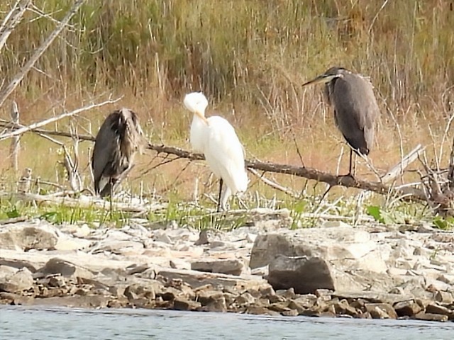 Great Egret - ML642141525