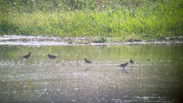 Pectoral Sandpiper - ML642141530
