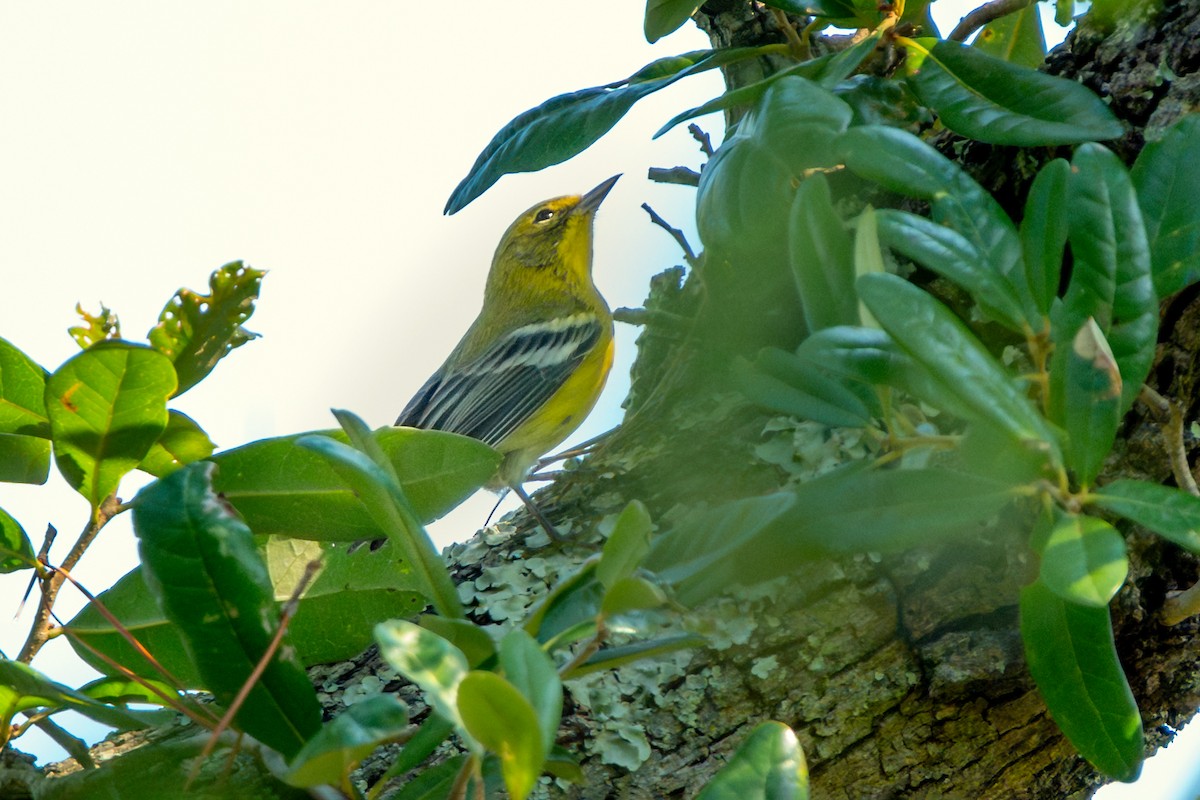 Pine Warbler - ML642141533