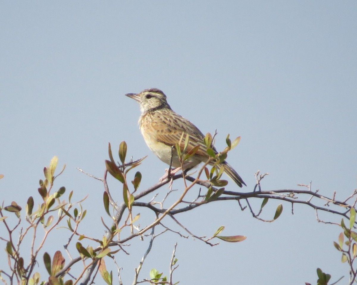 Rufous-naped Lark - ML642141534