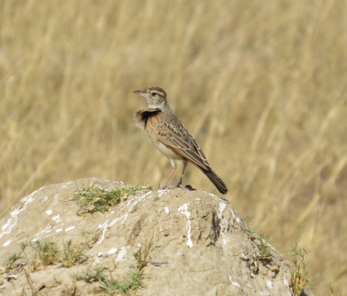 Rufous-naped Lark - ML642141535