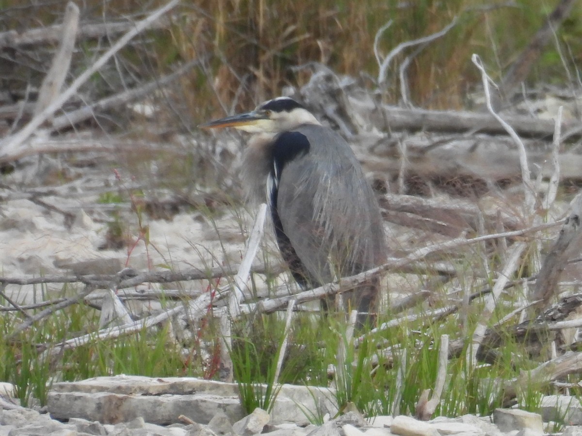 Great Blue Heron - ML642141538