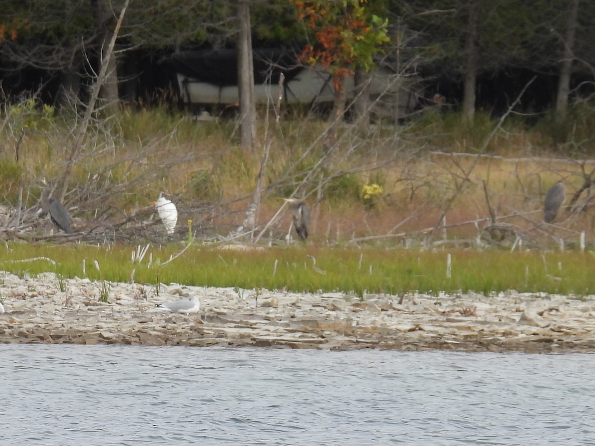 Great Blue Heron - ML642141539