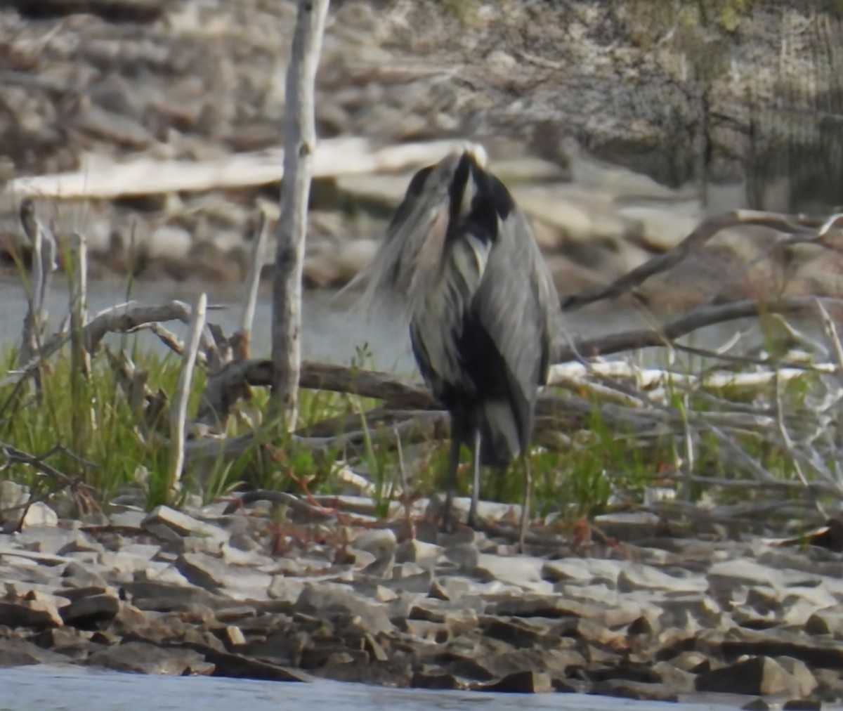 Great Blue Heron - ML642141541