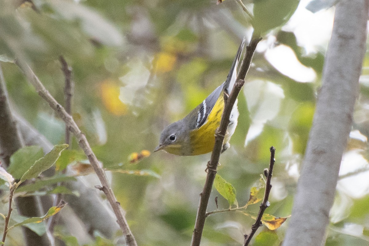 Magnolia Warbler - ML642141542