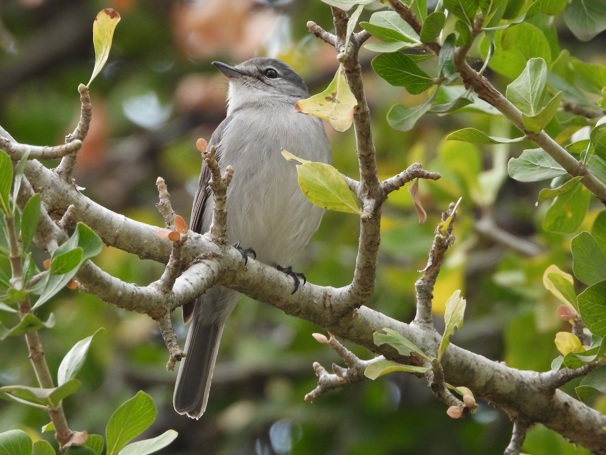 Ashy Flycatcher - ML642141543