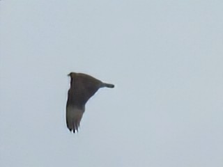 Osprey - ML642141544