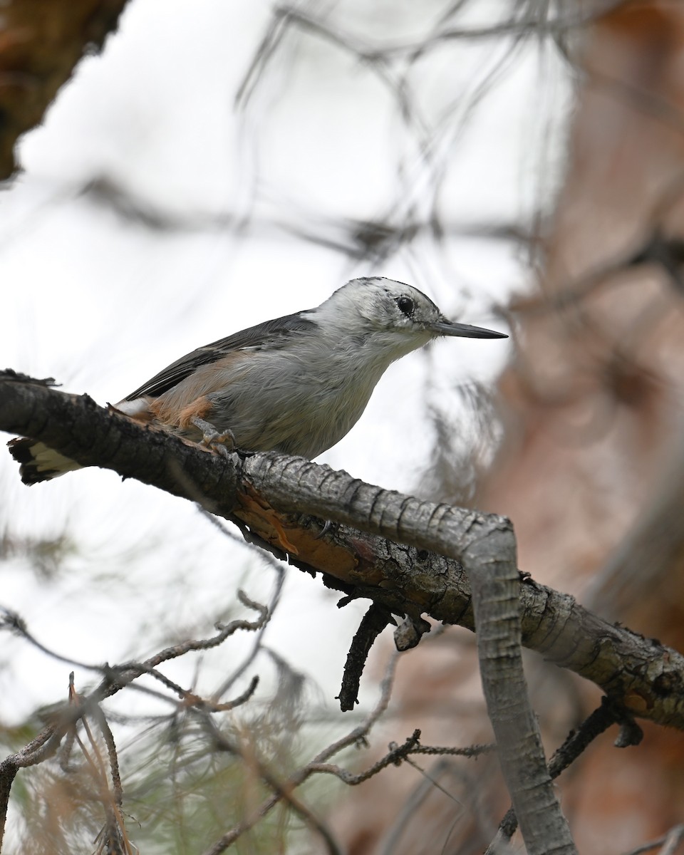 White-breasted Nuthatch (Interior West) - ML642141549