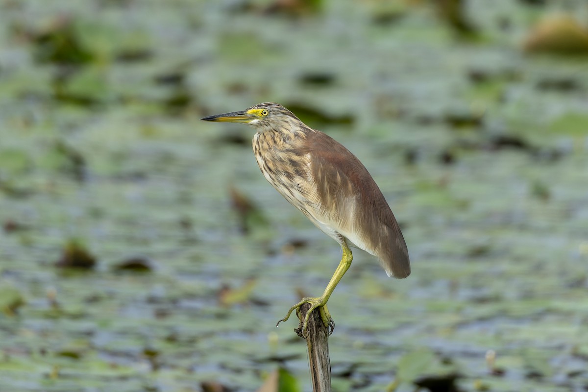 Paddyreiher - ML642141562