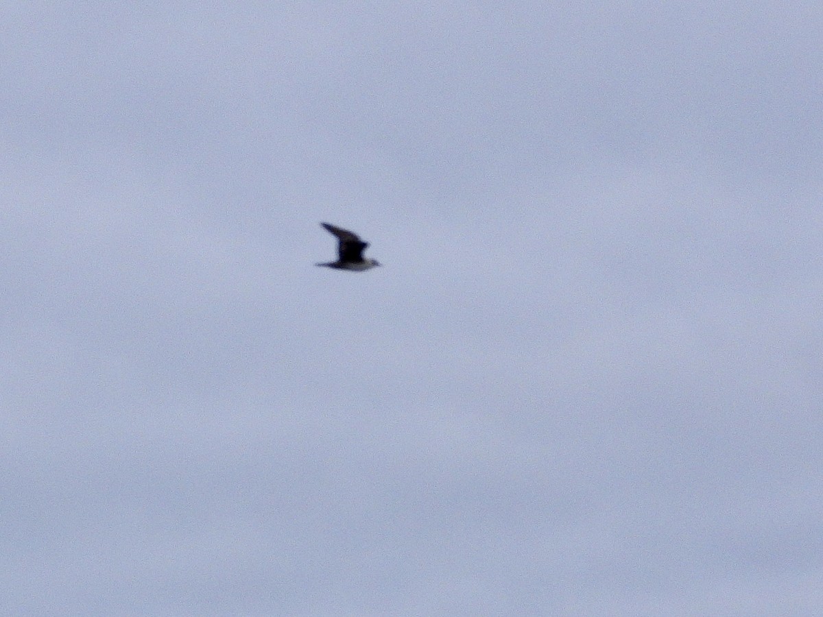 Long-tailed Jaeger - ML642141564