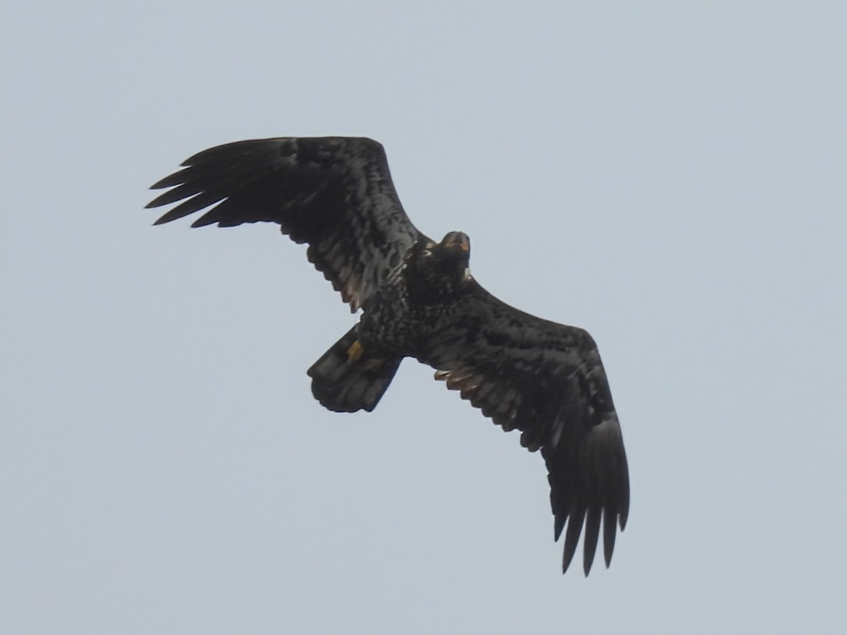 Bald Eagle - ML642141571