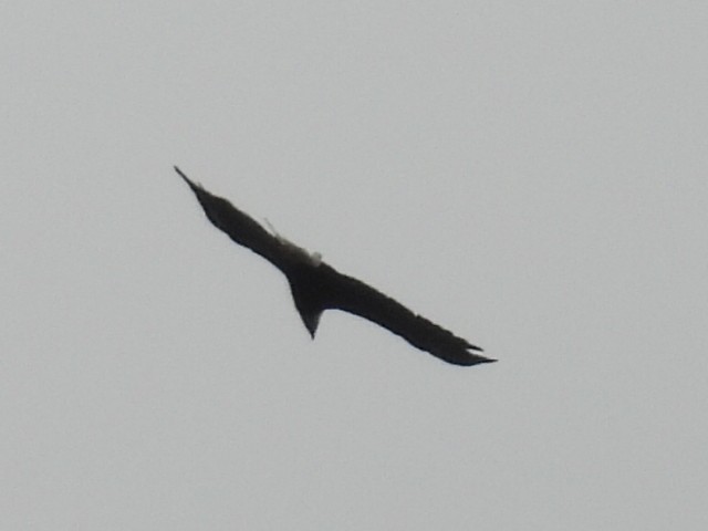 Bald Eagle - ML642141573