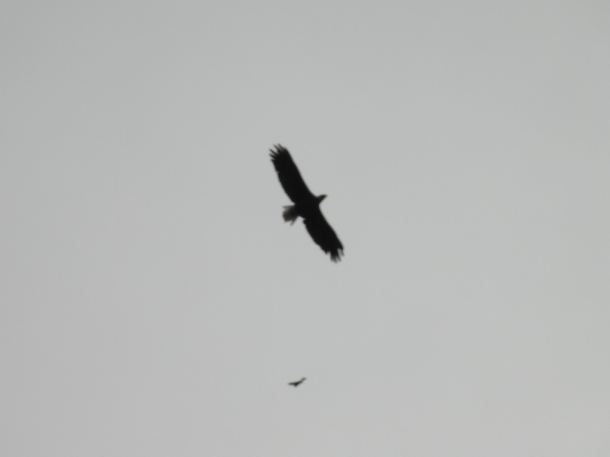 Bald Eagle - ML642141574