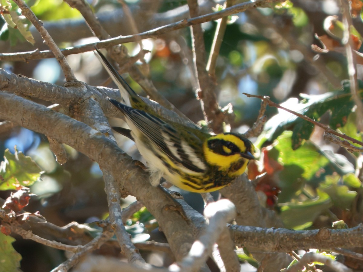 Townsend's Warbler - ML642141581