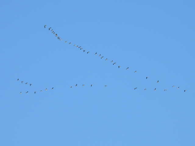 Canada Goose - ML642141583
