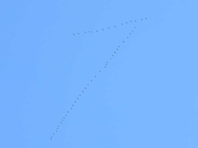 Canada Goose - ML642141584