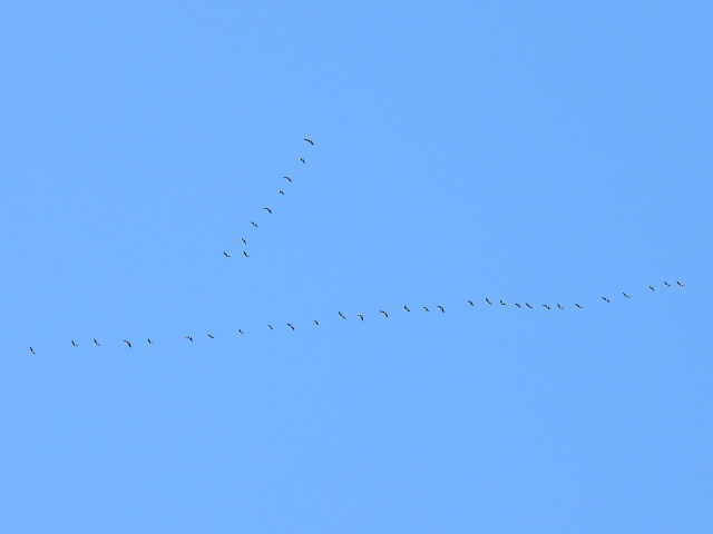Canada Goose - ML642141586
